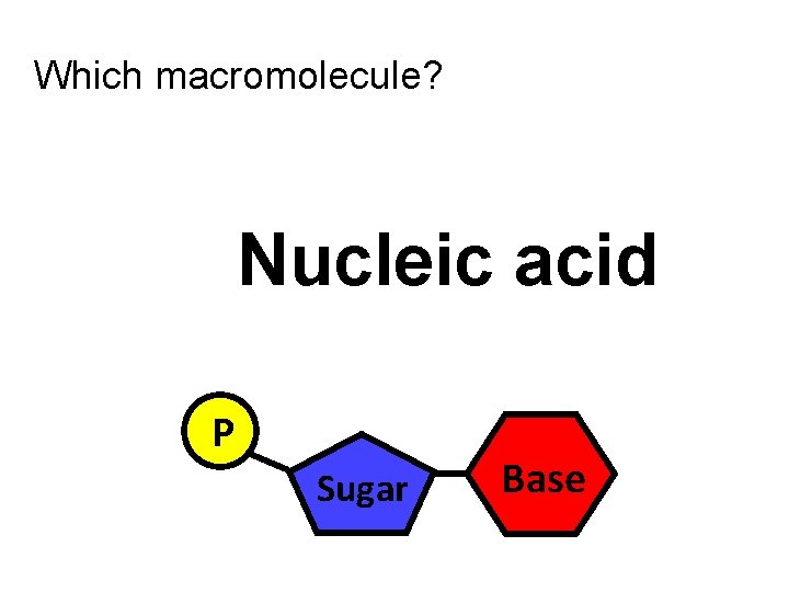 Which macromolecule? Nucleic acid P Sugar Base 