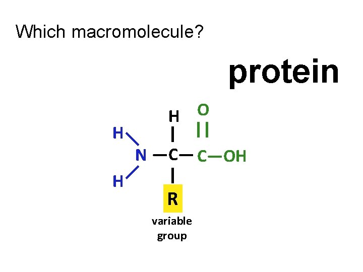 Which macromolecule? protein H O H | || —C— C—OH —N— | H R