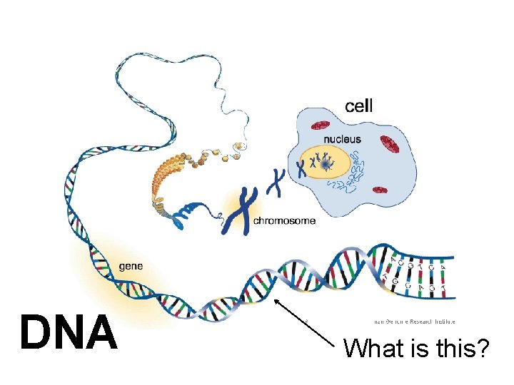 DNA What is this? 