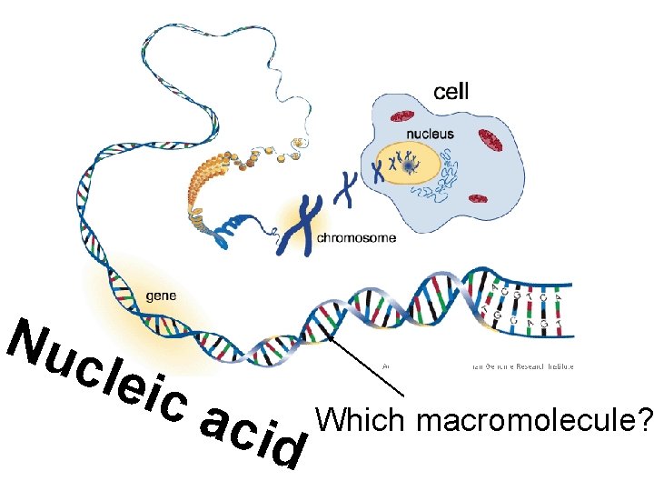 Nu cle ic a cid Which macromolecule? 