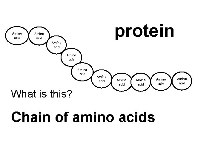 Amino acid protein Amino acid Amino acid What is this? Chain of amino acids