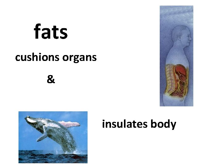 fats cushions organs & insulates body 