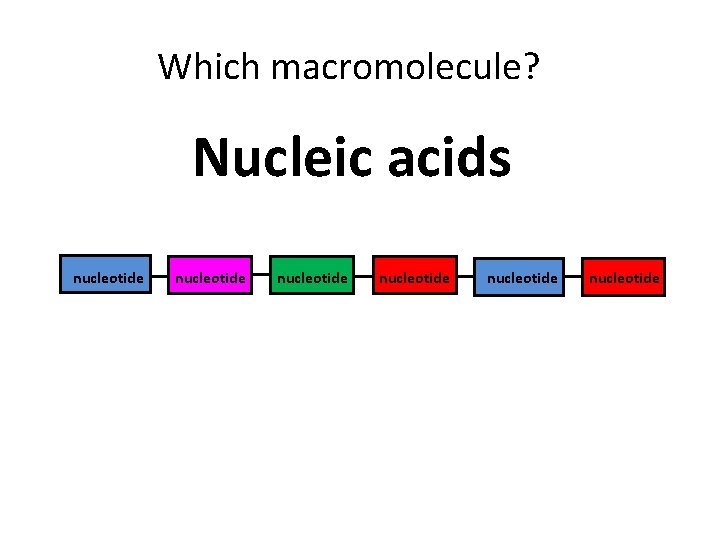 Which macromolecule? Nucleic acids nucleotide nucleotide 