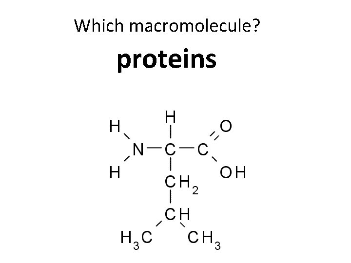 Which macromolecule? proteins 