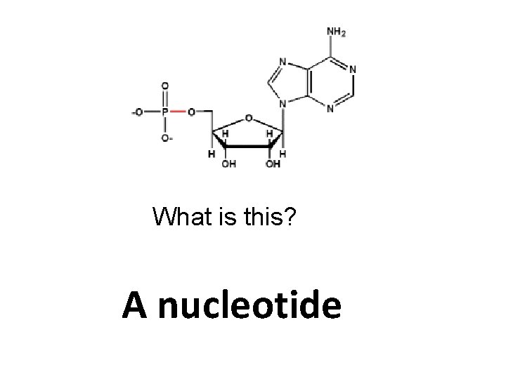 What is this? A nucleotide 