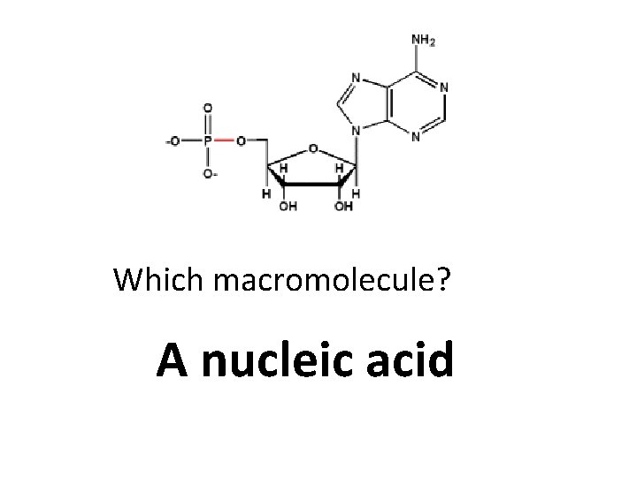 Which macromolecule? A nucleic acid 