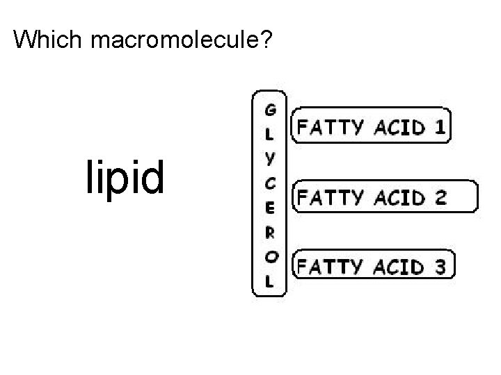 Which macromolecule? lipid 