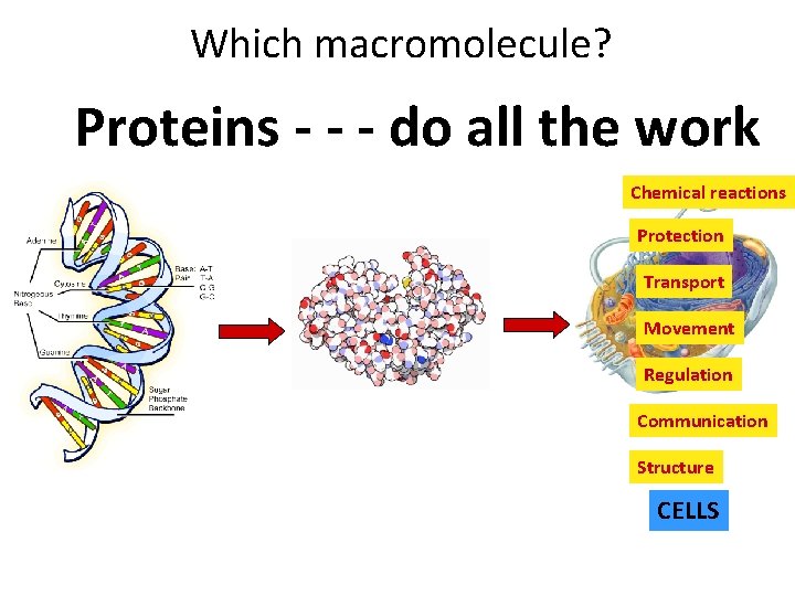 Which macromolecule? Proteins - - - do all the work Chemical reactions Protection Transport