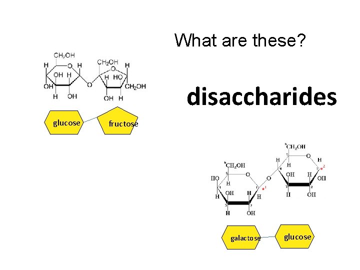 What are these? disaccharides glucose fructose galactose glucose 