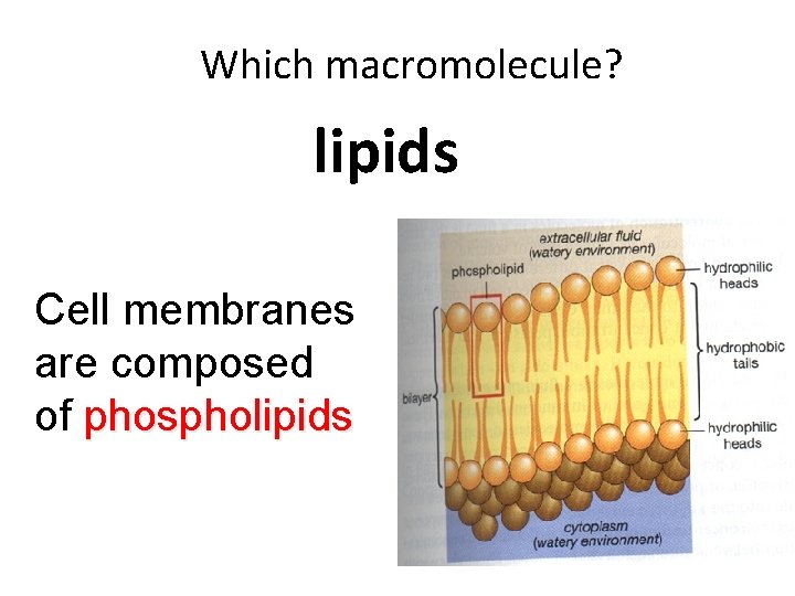 Which macromolecule? lipids Cell membranes are composed of phospholipids 