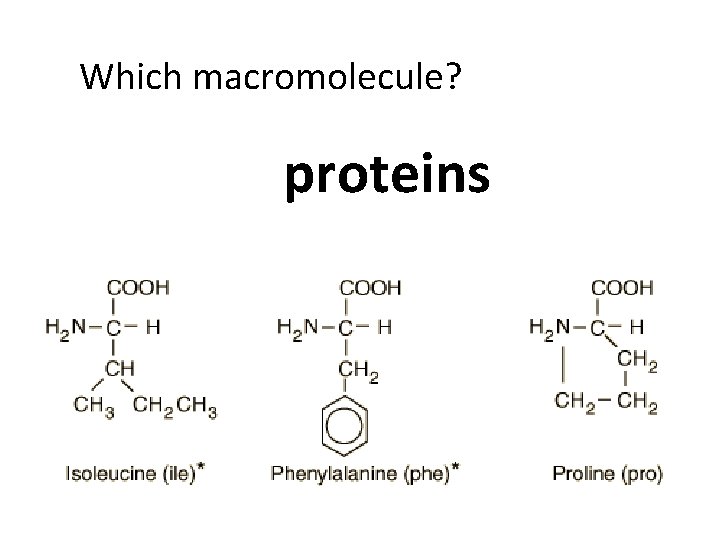 Which macromolecule? proteins 