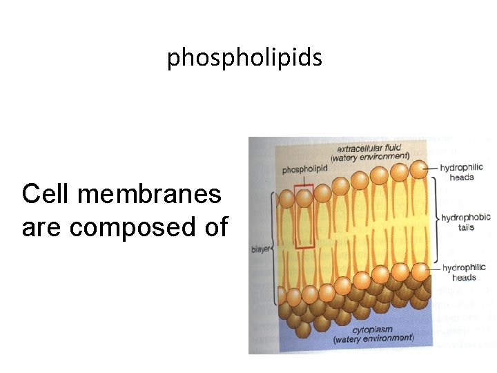 phospholipids Cell membranes are composed of 