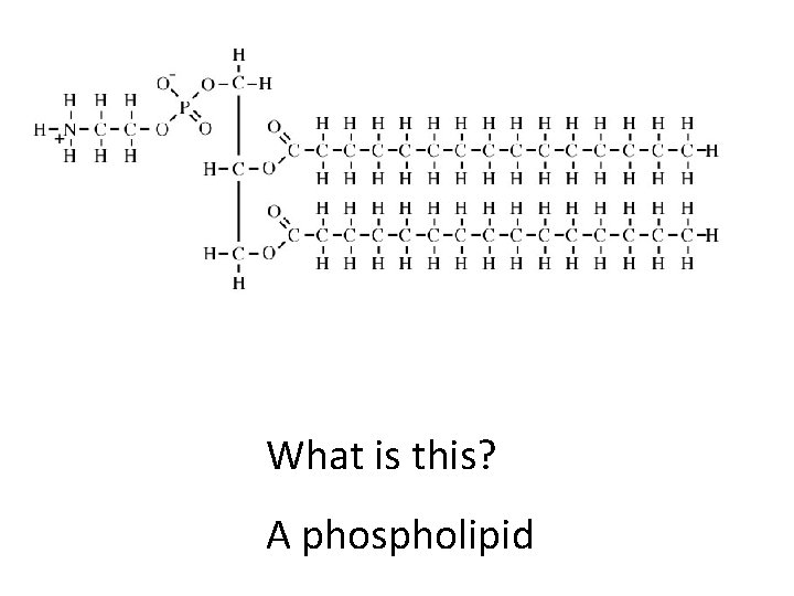 What is this? A phospholipid 