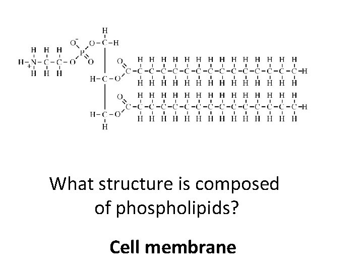 What structure is composed of phospholipids? Cell membrane 