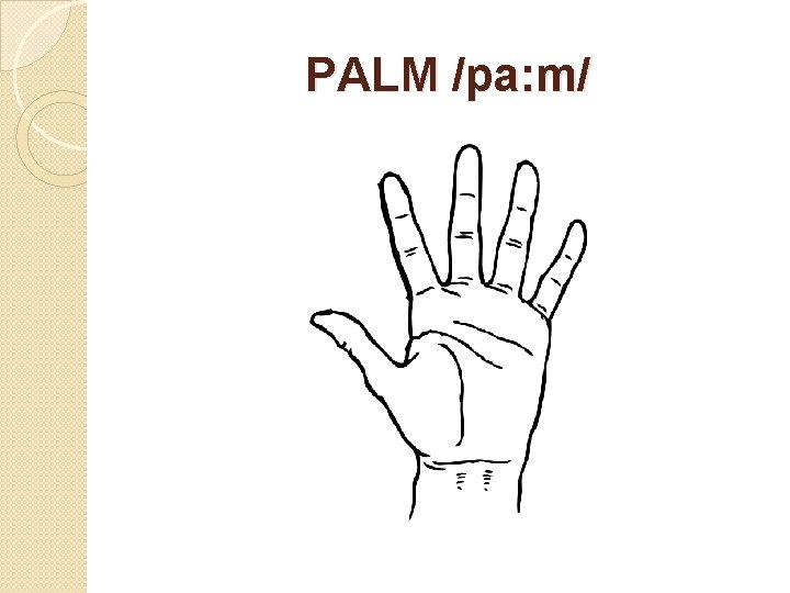 PALM /pa: m/ 