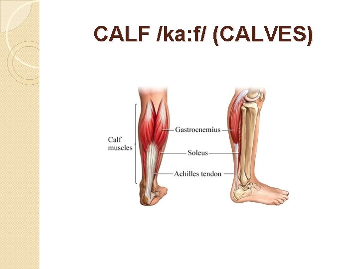 CALF /ka: f/ (CALVES) 