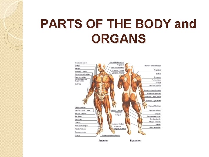PARTS OF THE BODY and ORGANS 