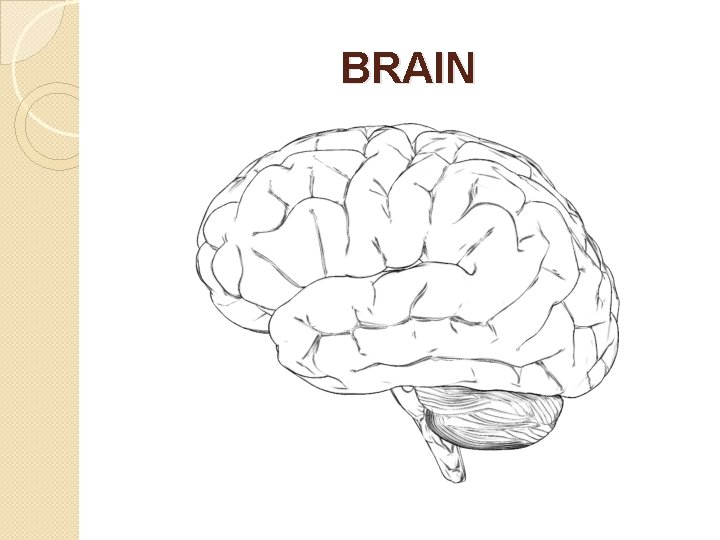 BRAIN 