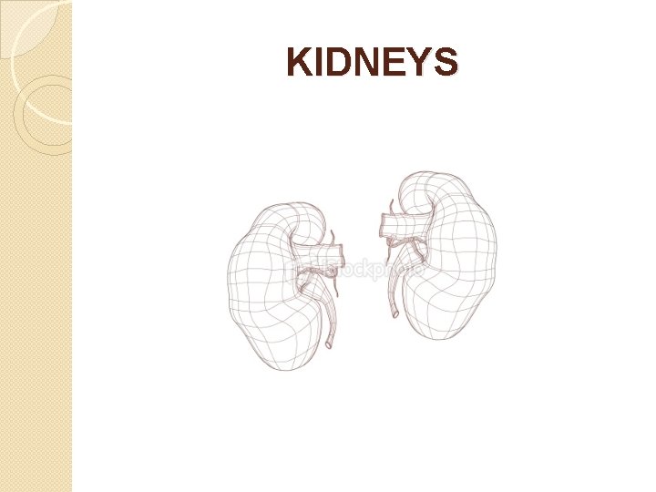 KIDNEYS 