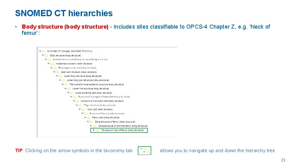 SNOMED CT hierarchies • Body structure (body structure) - includes sites classifiable to OPCS-4