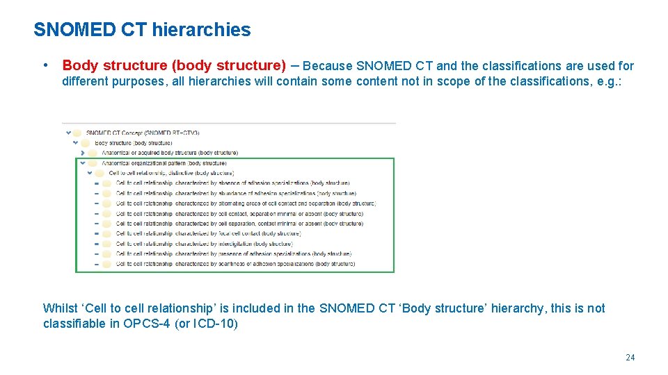 SNOMED CT hierarchies • Body structure (body structure) – Because SNOMED CT and the