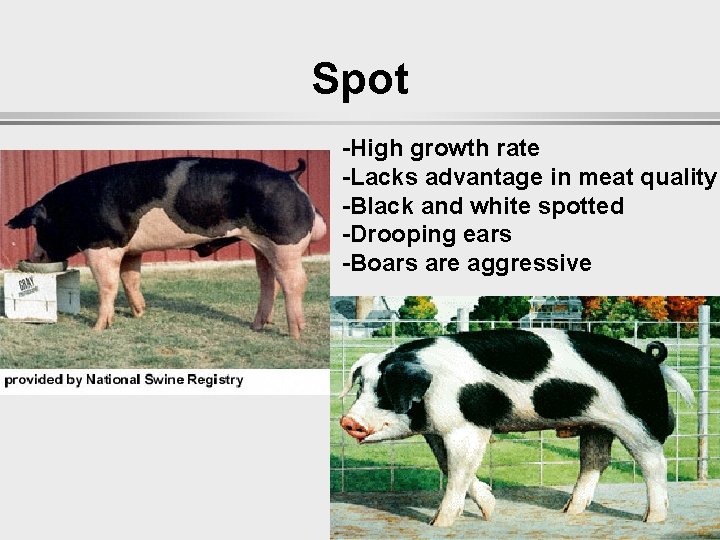 Spot -High growth rate -Lacks advantage in meat quality -Black and white spotted -Drooping