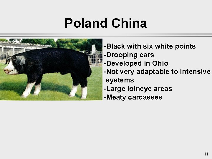 Poland China -Black with six white points -Drooping ears -Developed in Ohio -Not very