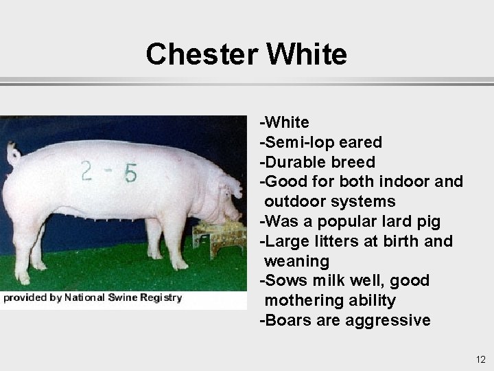 Chester White -Semi-lop eared -Durable breed -Good for both indoor and outdoor systems -Was