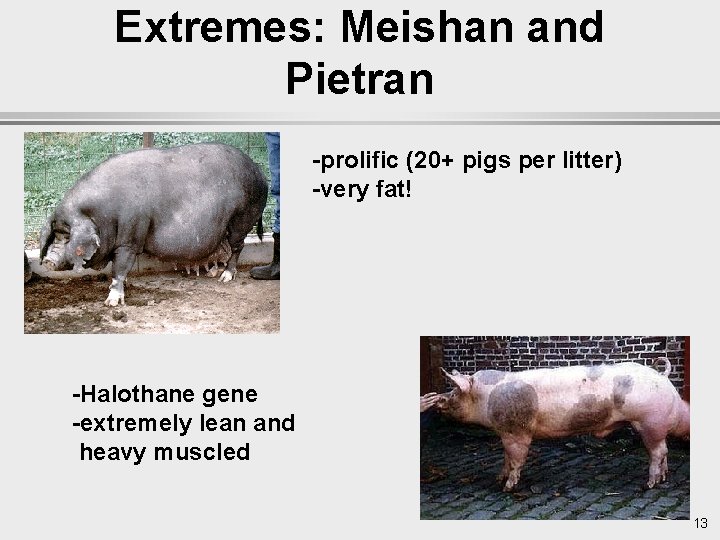 Extremes: Meishan and Pietran -prolific (20+ pigs per litter) -very fat! -Halothane gene -extremely