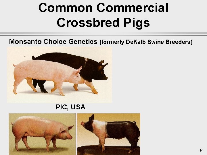 Common Commercial Crossbred Pigs Monsanto Choice Genetics (formerly De. Kalb Swine Breeders) PIC, USA