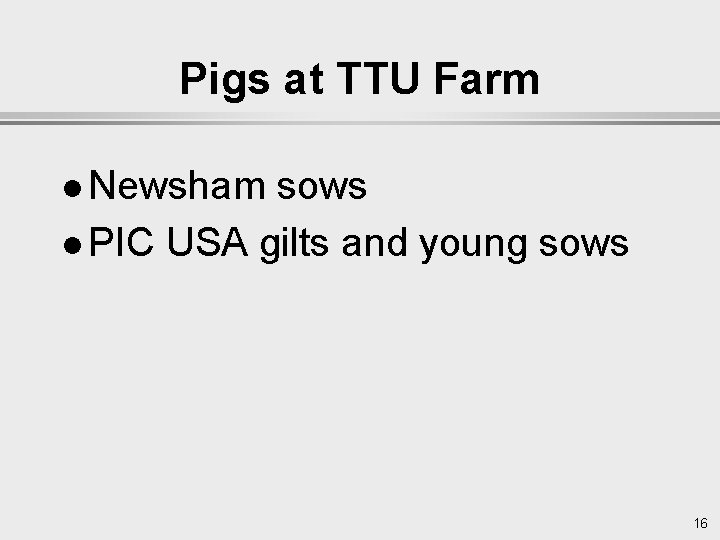 Pigs at TTU Farm l Newsham sows l PIC USA gilts and young sows