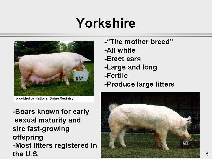 Yorkshire -“The mother breed” -All white -Erect ears -Large and long -Fertile -Produce large