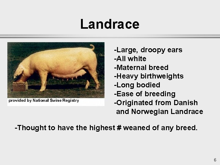 Landrace -Large, droopy ears -All white -Maternal breed -Heavy birthweights -Long bodied -Ease of