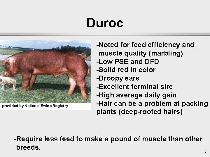 Duroc -Noted for feed efficiency and muscle quality (marbling) -Low PSE and DFD -Solid