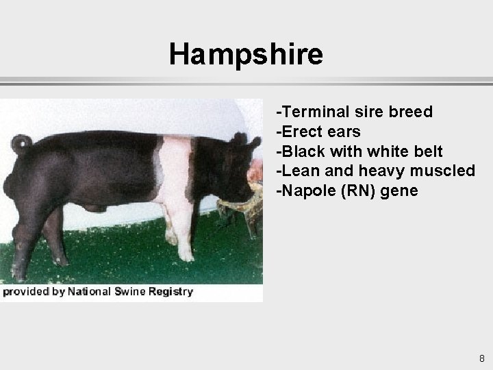 Hampshire -Terminal sire breed -Erect ears -Black with white belt -Lean and heavy muscled