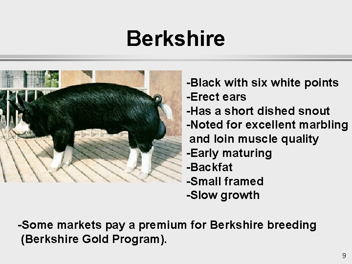 Berkshire -Black with six white points -Erect ears -Has a short dished snout -Noted