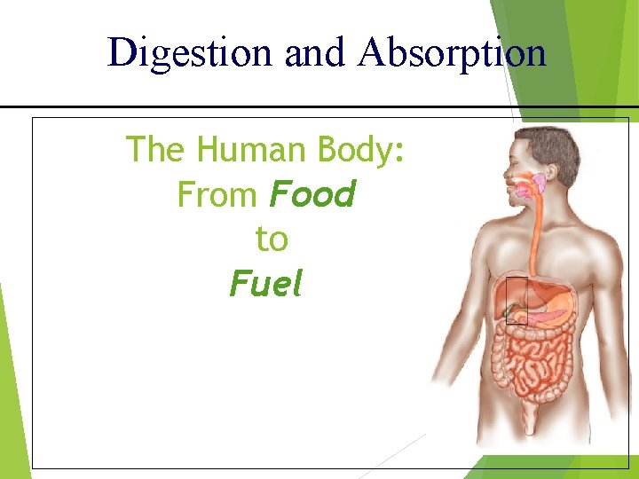 Digestion and Absorption The Human Body: From Food to Fuel 