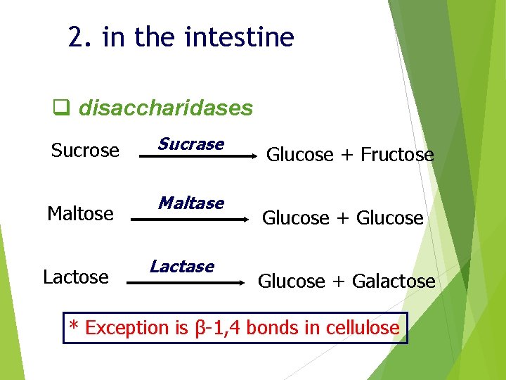 2. in the intestine q disaccharidases Sucrose Maltose Lactose Sucrase Maltase Lactase Glucose +