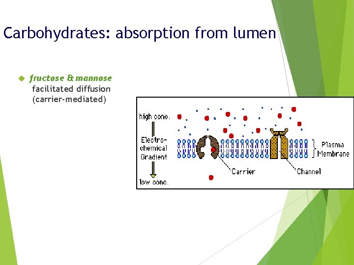 Carbohydrates: absorption from lumen fructose & mannose facilitated diffusion (carrier-mediated) 
