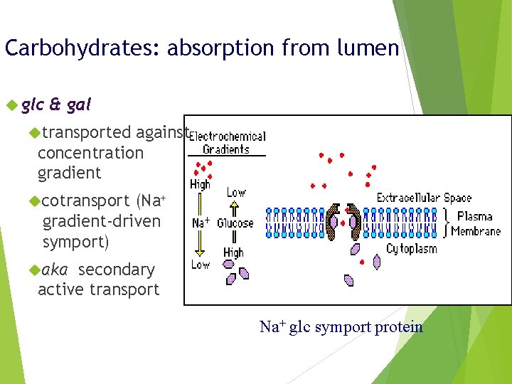 Carbohydrates: absorption from lumen glc & gal transported against concentration gradient cotransport (Na+ gradient-driven