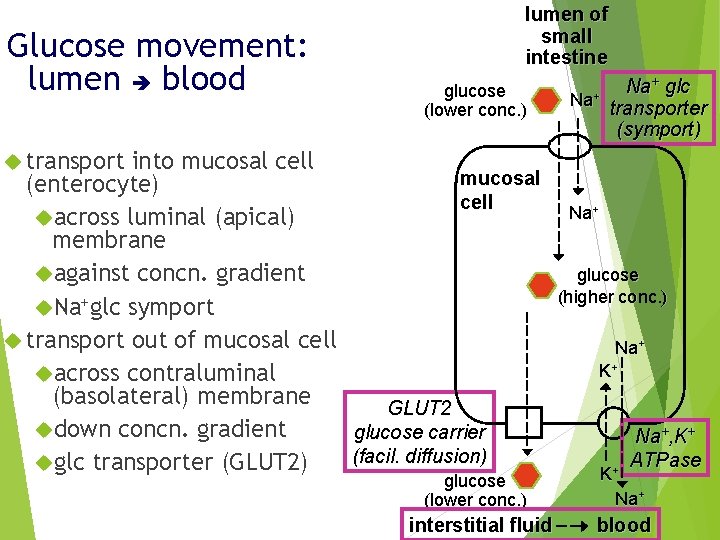 Glucose movement: lumen blood transport into mucosal cell (enterocyte) across luminal (apical) membrane against