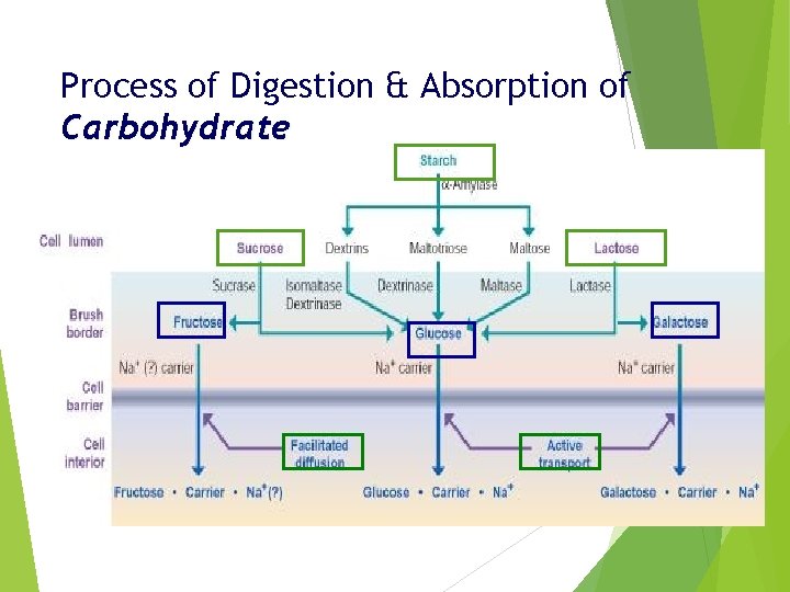 Process of Digestion & Absorption of Carbohydrate 