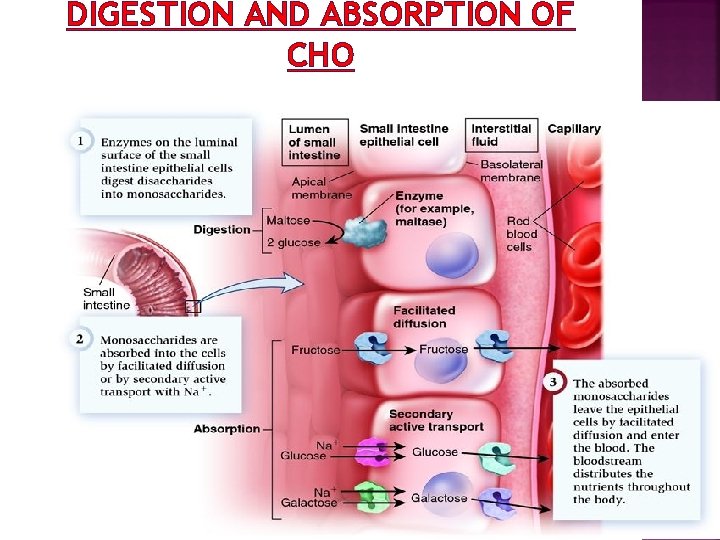 DIGESTION AND ABSORPTION OF CHO 