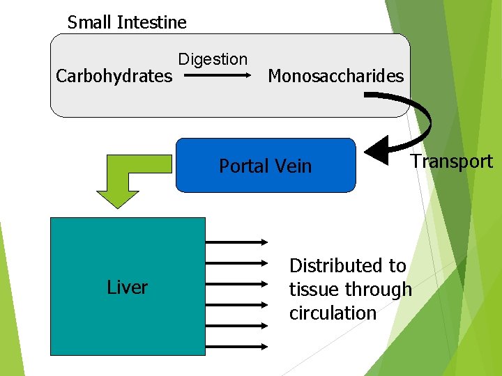 Small Intestine Carbohydrates Digestion Monosaccharides Portal Vein Liver Transport Distributed to tissue through circulation