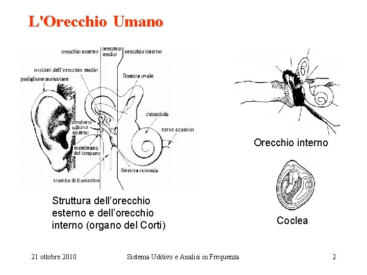 L'Orecchio Umano Orecchio interno Struttura dell’orecchio esterno e dell’orecchio interno (organo del Corti) 21