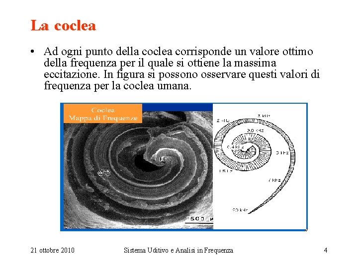 La coclea • Ad ogni punto della coclea corrisponde un valore ottimo della frequenza