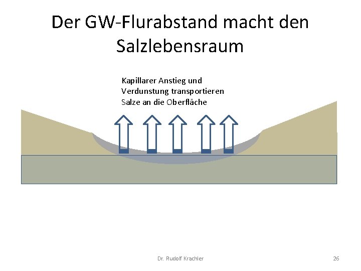 Der GW Flurabstand macht den Salzlebensraum Kapillarer Anstieg und Verdunstung transportieren Salze an die