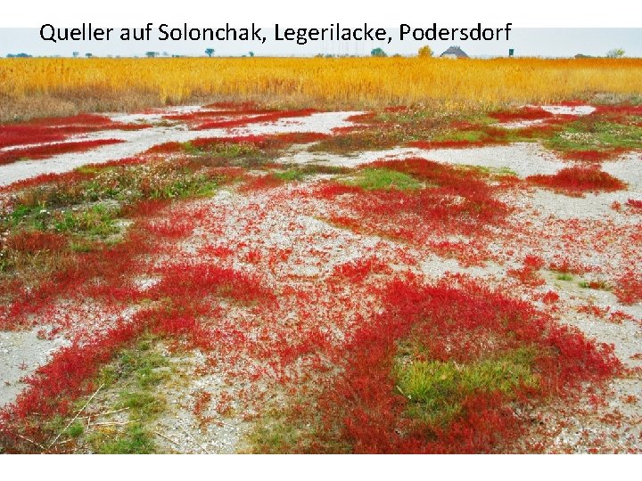 Queller auf Solonchak, Legerilacke, Podersdorf 