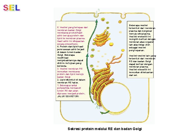 5. Vesikel yang terlepas dari membran badan Golgi membawa produk/hasil akhir berupa protein dan