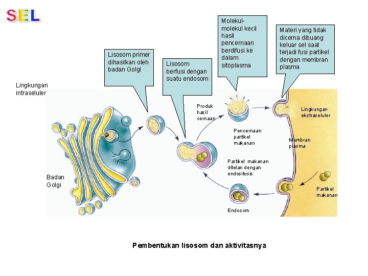 Lisosom primer dihasilkan oleh badan Golgi Lingkungan intraseluler Lisosom berfusi dengan suatu endosom Molekulmolekul